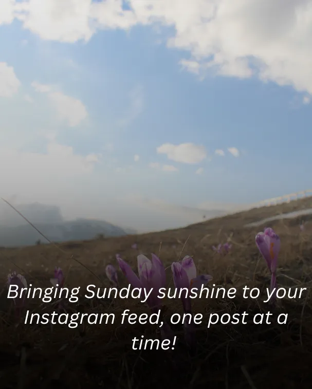 Bringing Sunday sunshine to your Instagram feed, one post at a time!