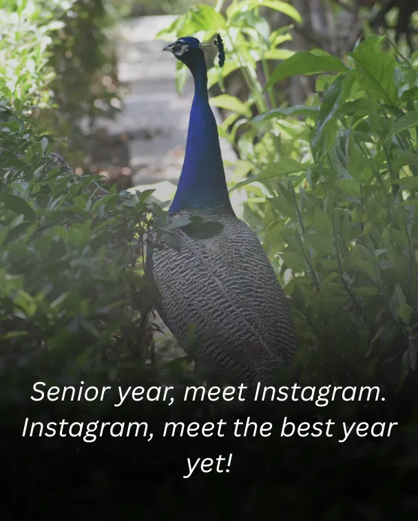 Senior year, meet Instagram. Instagram, meet the best year yet!
