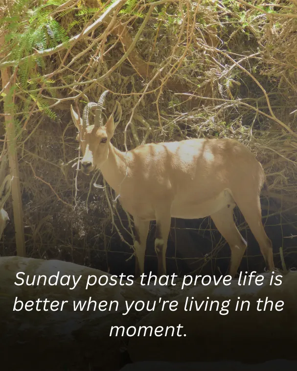 Sunday posts that prove life is better when you're living in the moment.