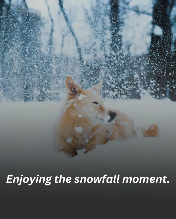 Enjoying the snowfall moment.