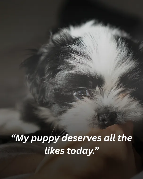 My puppy deserves all the likes today.