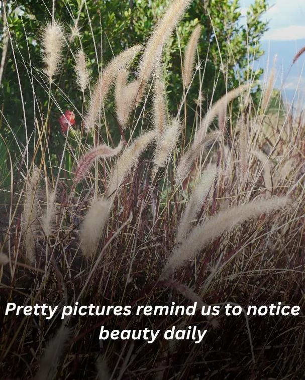 Pretty pictures remind us to notice beauty daily