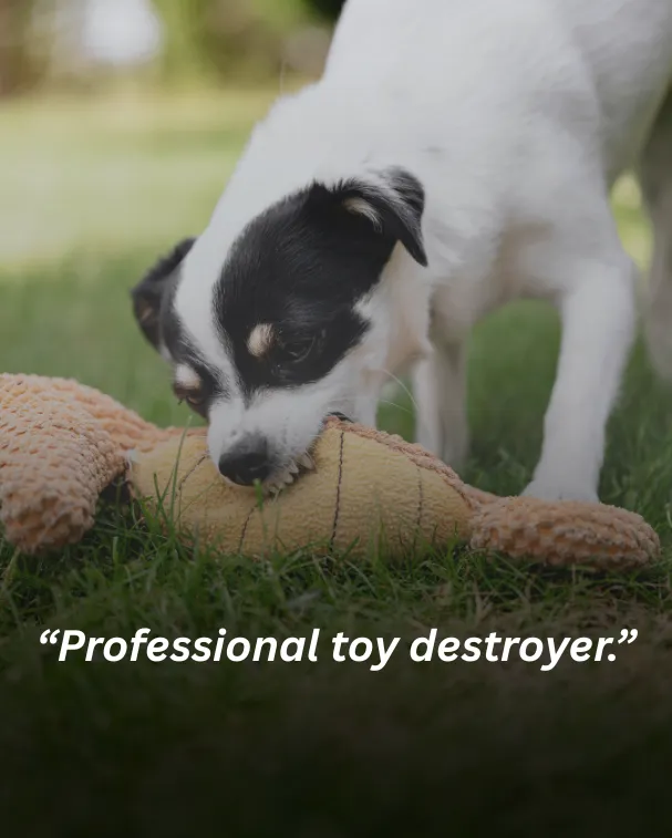 Professional toy destroyer.