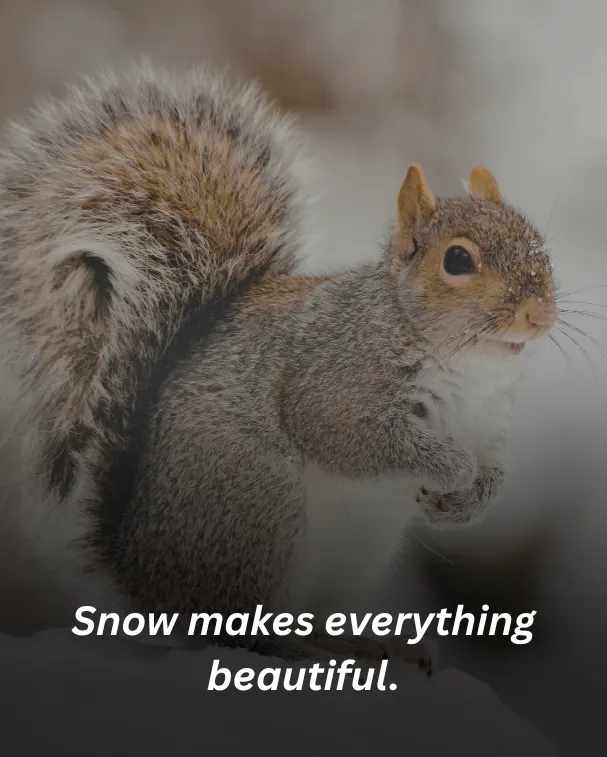 Snow makes everything beautiful.