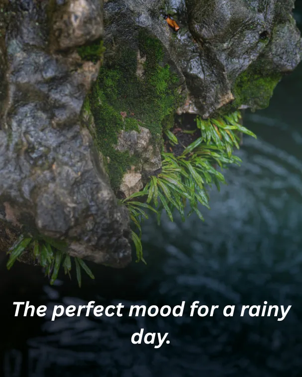 The perfect mood for a rainy day.
