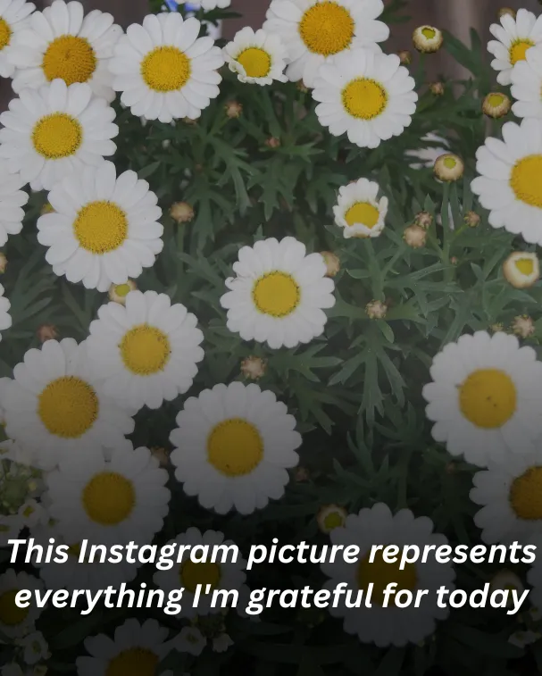 This Instagram picture represents everything I'm grateful for today