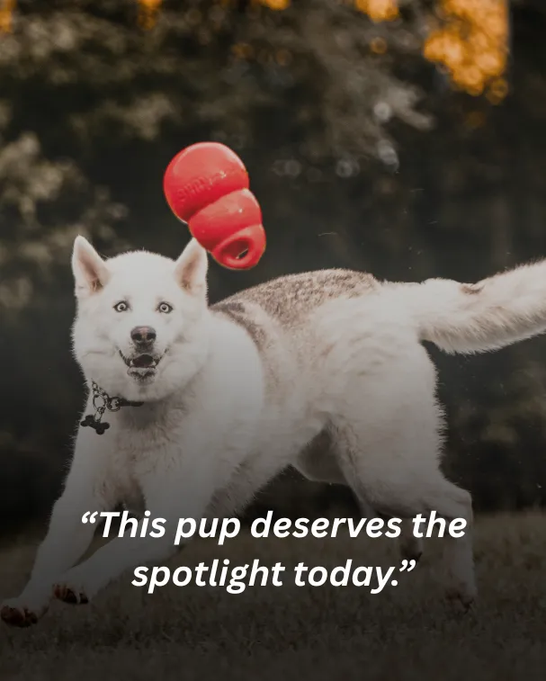 This pup deserves the spotlight today.