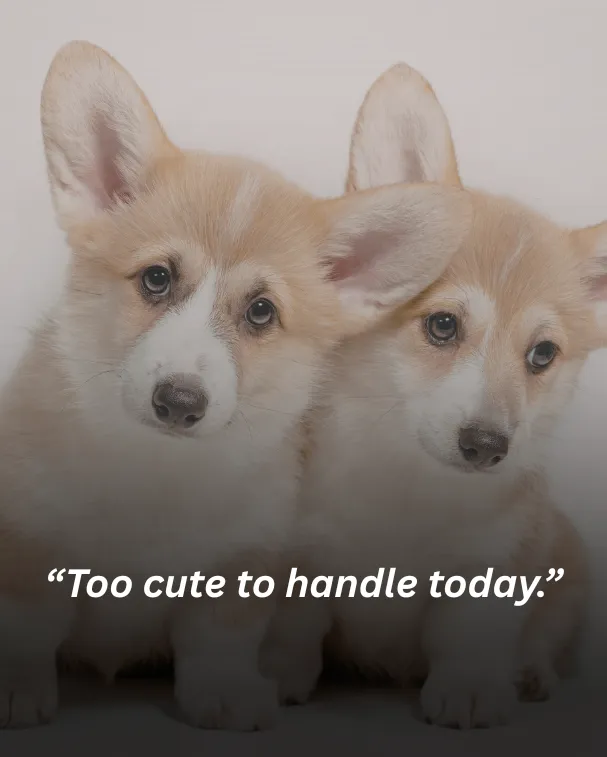 Too cute to handle today.