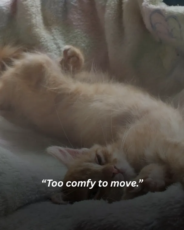 Too comfy to move.