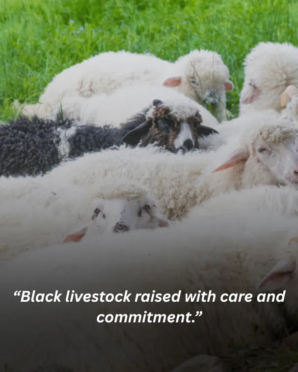 Black livestock raised with care and commitment.