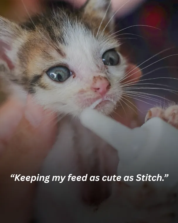 Keeping my feed as cute as Stitch.